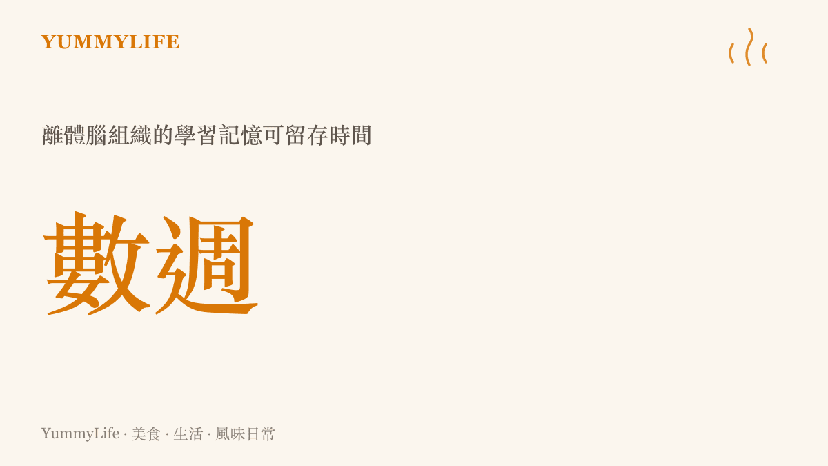 圖卡以醒目數字標示法國團隊研究中，離體腦組織的學習與記憶可留存數週的發現