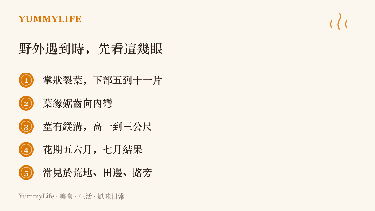 清單列出野外辨識大麻植株的五個特徵：掌狀開裂的葉片、向內彎的葉緣鋸齒、帶縱溝可達三公尺的莖、五六月開花七月結果，以及偏愛荒地田邊路旁的生長環境