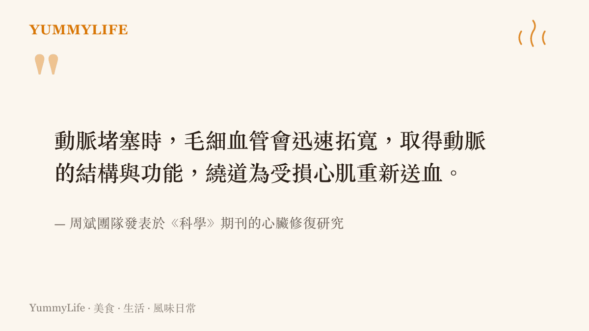 周斌研究團隊登上《科學》期刊的核心發現：動脈堵塞時，遍布心肌的毛細血管會迅速拓寬成動脈，繞道恢復供血