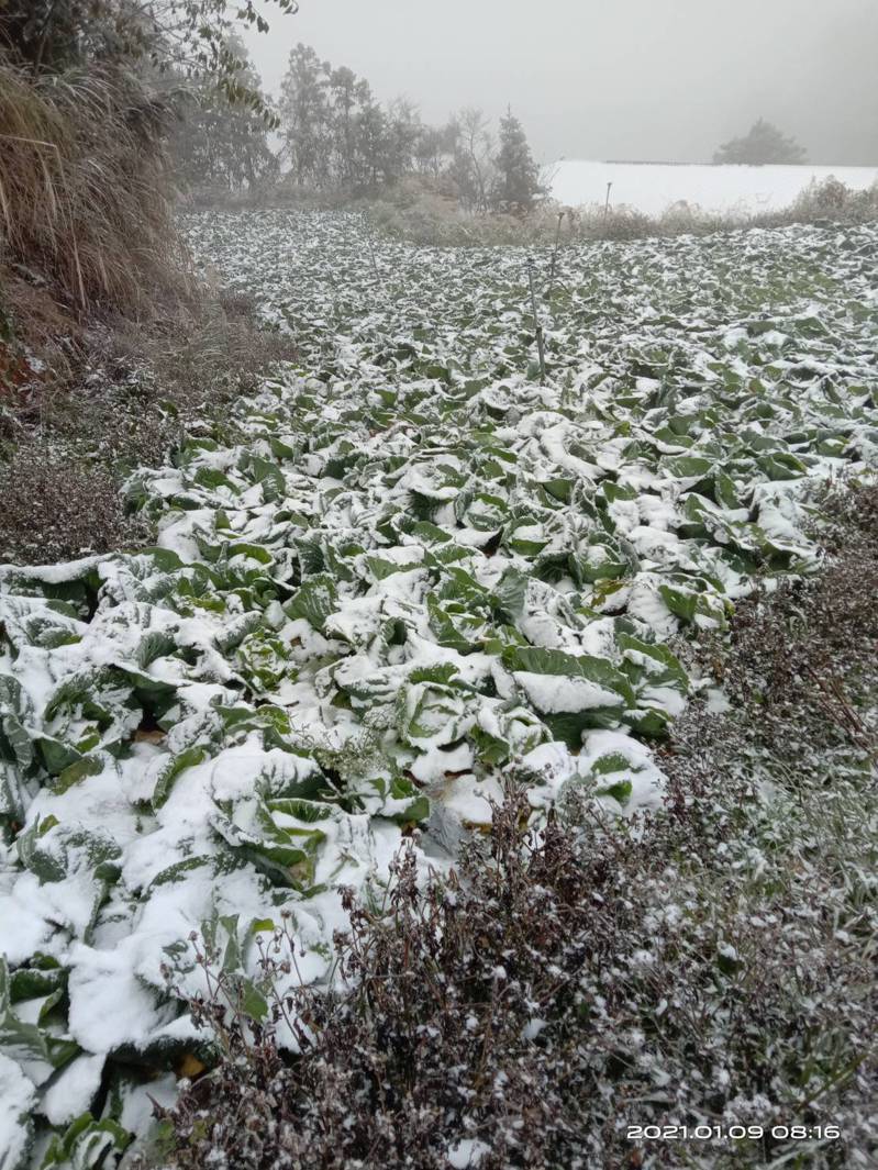 2021年1月寒流來襲期間，曾造成新竹縣嚴重農損，結球白菜受害面積超過18公頃。圖／新竹縣府提供