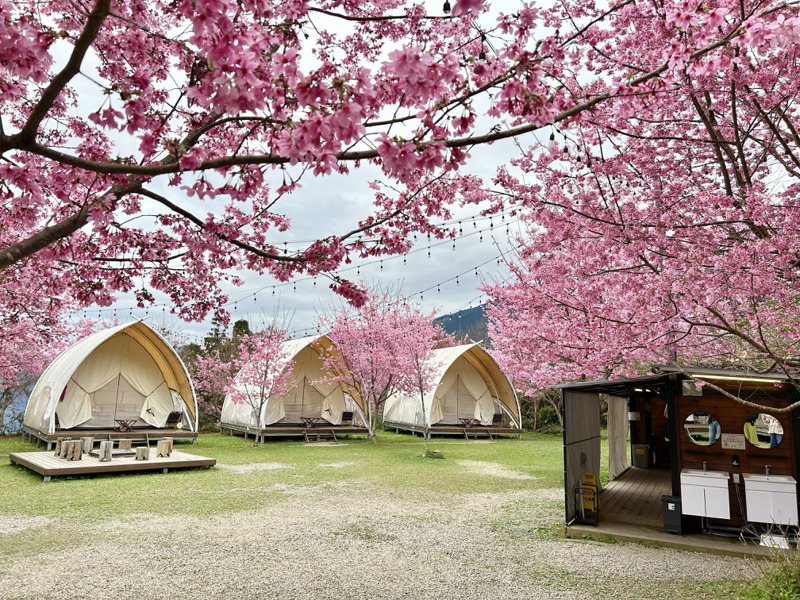 營區內的富士櫻與八重櫻盛開，呈現夢幻感的粉紅色，美不勝收！記者宋健生/攝影